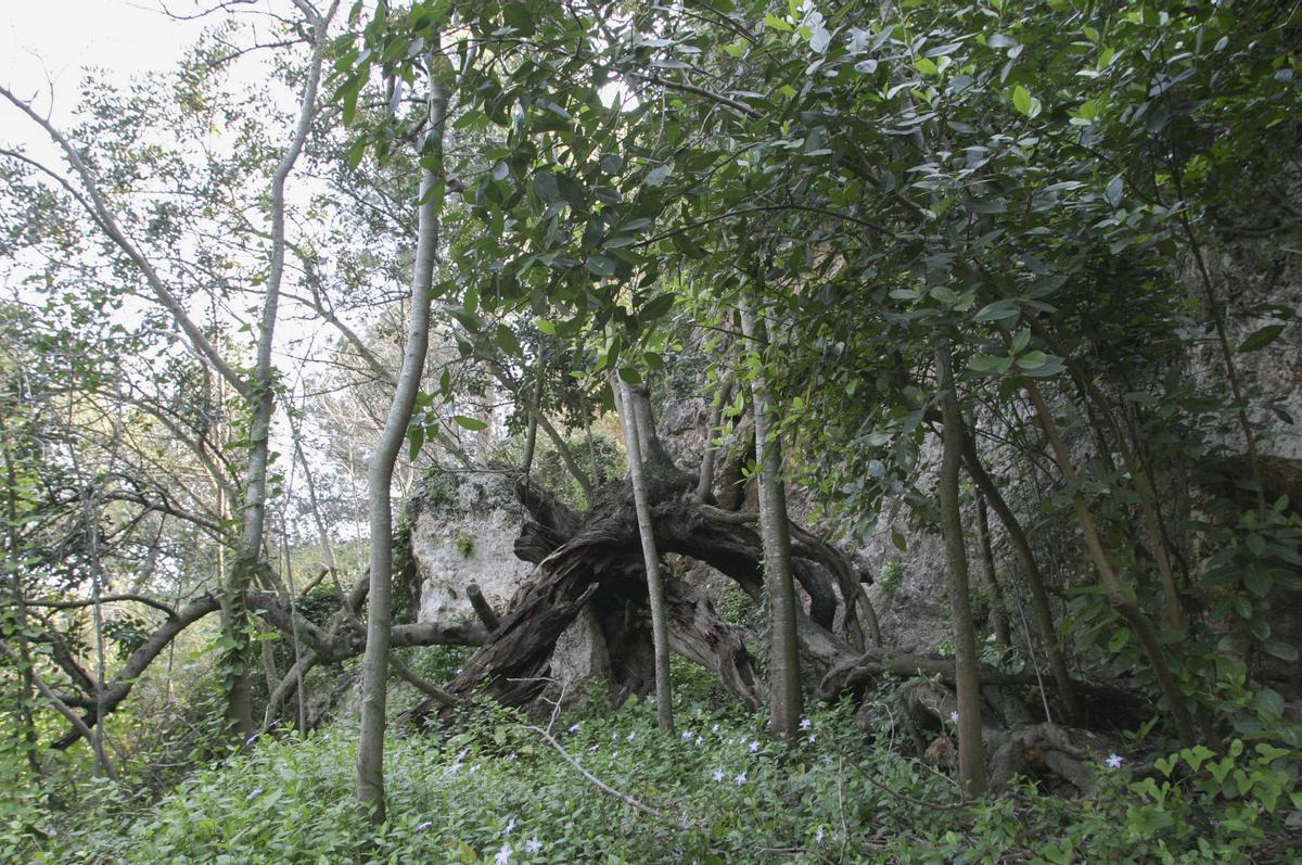 La Cabrentà de Estubeny, en una imagen de archivo.