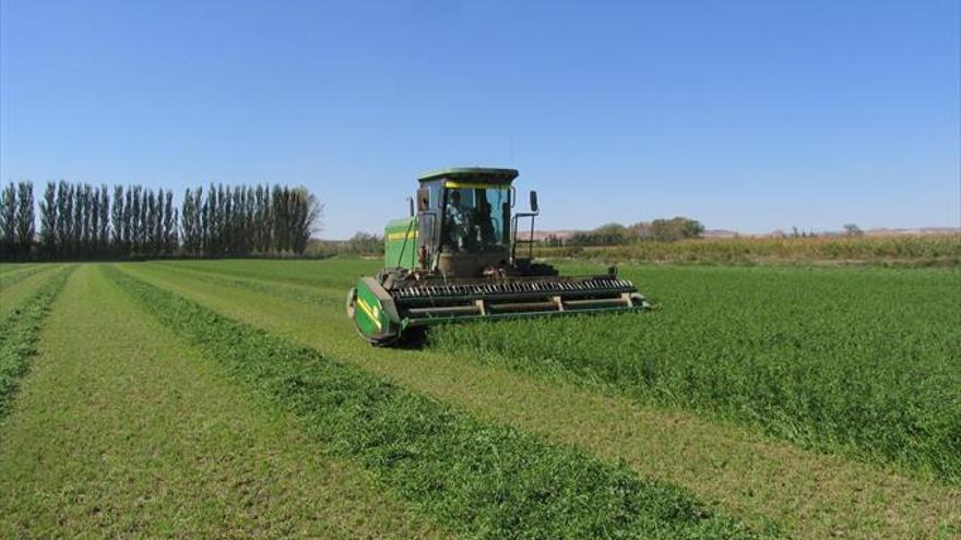 Aragón sigue liderando en España la producción de alfalfa deshidratada