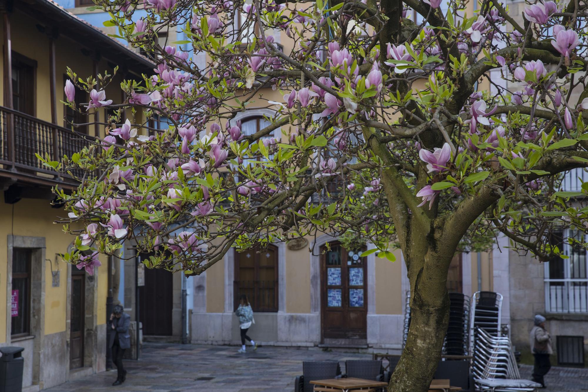 La primavera ya está llegando y así se deja notar en Avilés