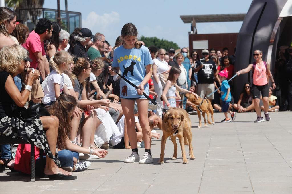 Pasarela de perros de adopción en Bioparc