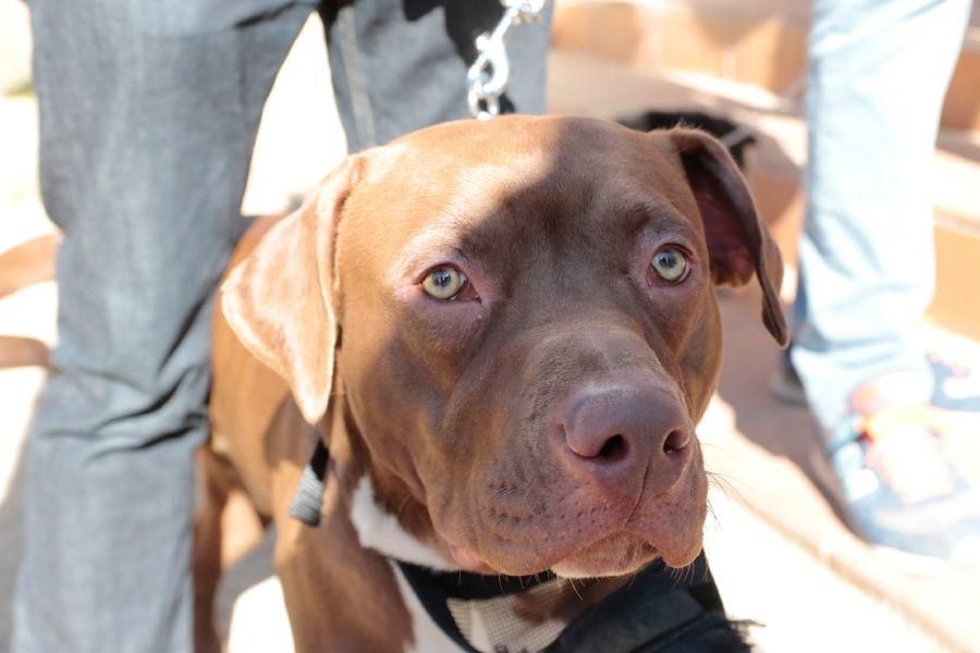 Concurso de perros en La Aldehuela