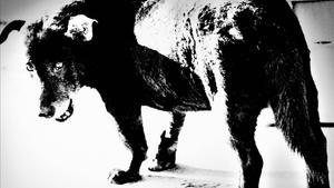 ’Perro callejero’, de Daido Moriyama.