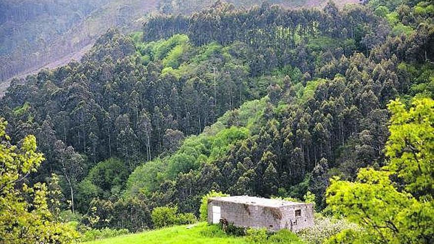 Un monte plantado de eucaliptos en las proximidades de La Peral.