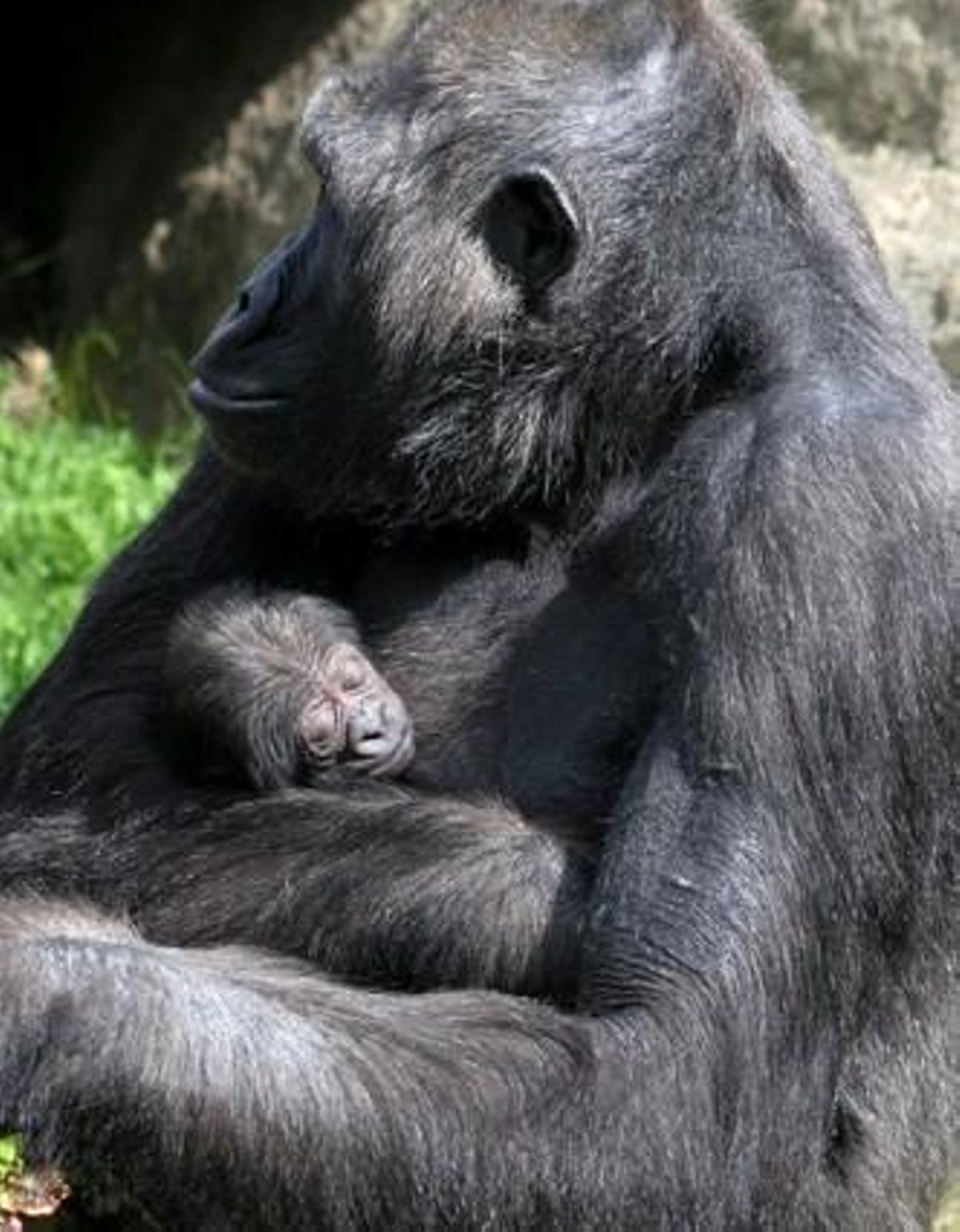 La goril·la que acaba de néixer al Zoo. La goril·la que acaba de néixer al Zoo.