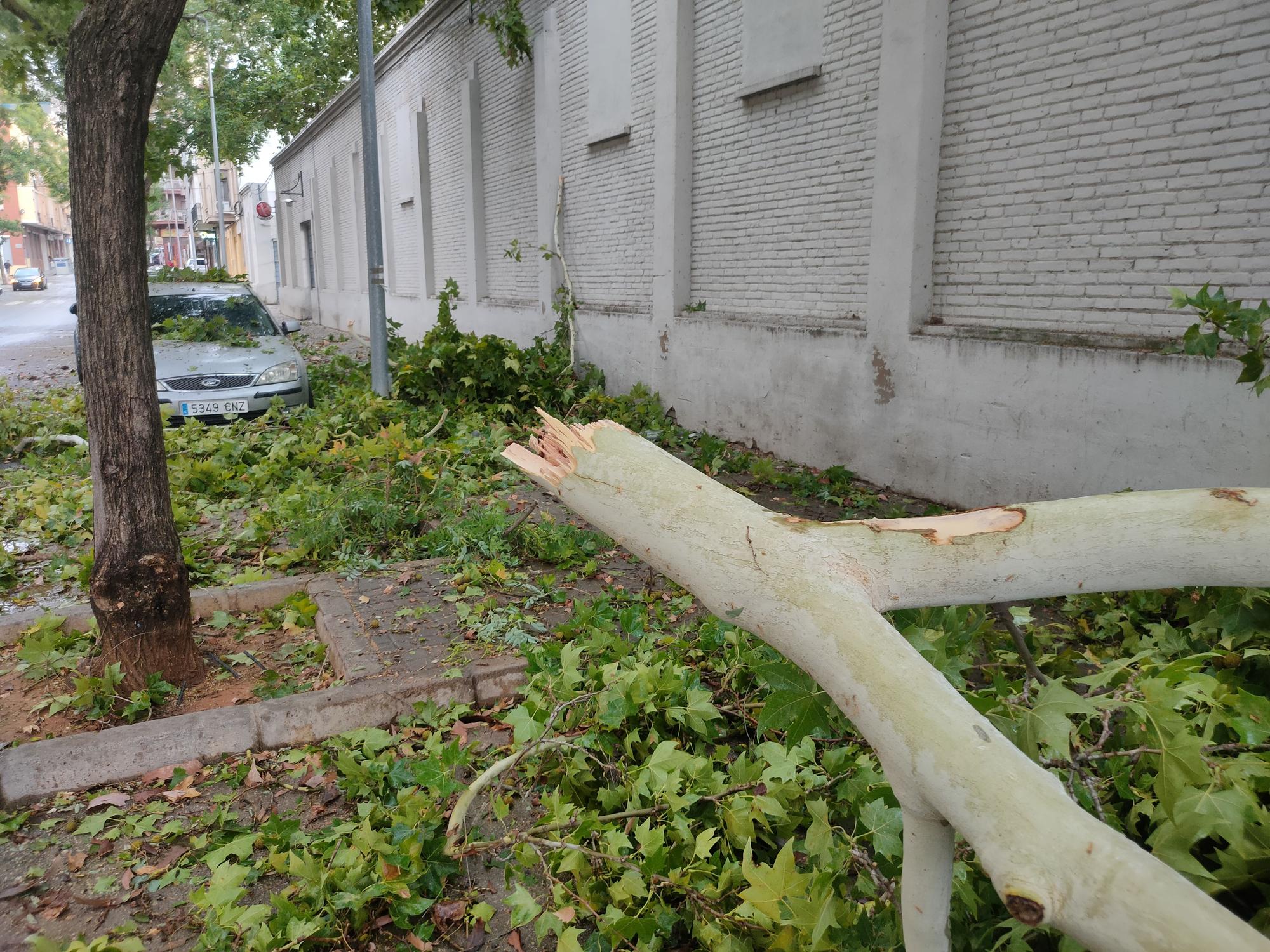 Ramas caídas y árboles arrancados en Xàtiva tras la tormenta del fin de semana