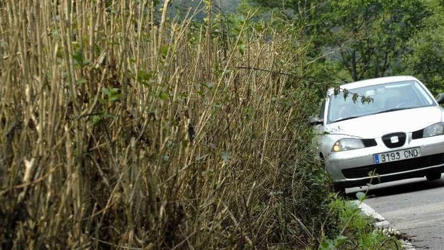 Maleza junto a una carretera en San Martín.