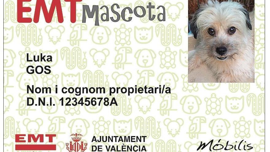 Valencia | Carné de mascotas para viajar en el bus de la EMT