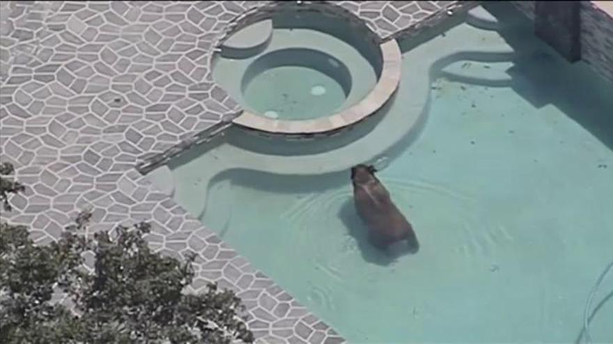 Pillan a un oso combatiendo el calor en una piscina