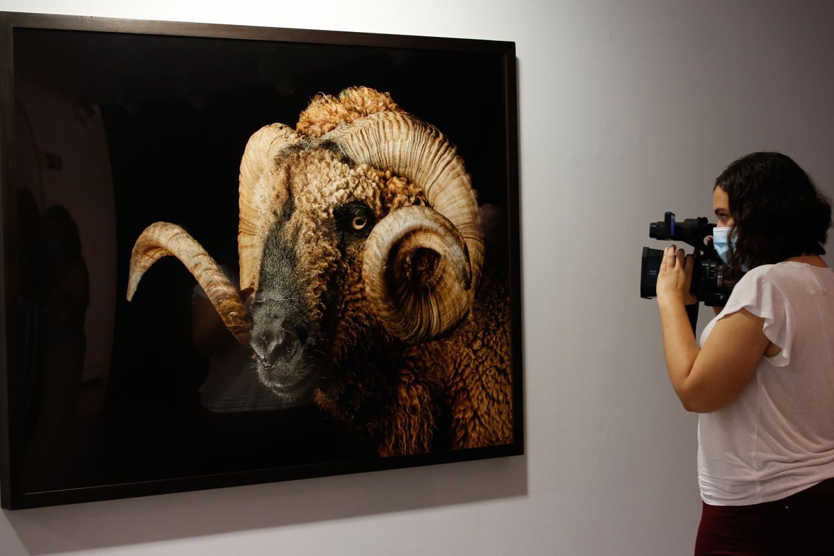 El arte contemporáneo y la sensibilidad animalista se dan cita en la exposición ‘Animalario'