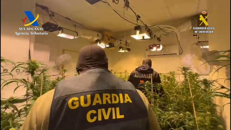 Intervienen cinco cultivos de marihuana en El Rubio tras alertar los vecinos el fuerte olor a droga