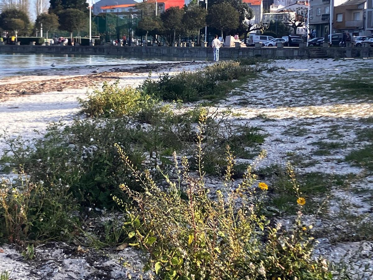 La maleza que crece en la playa urbana de Confín.