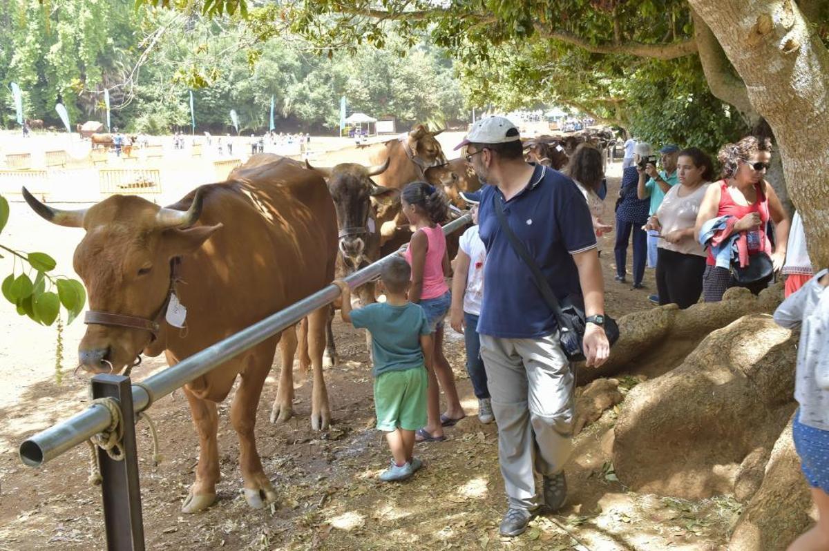 Feria de ganado