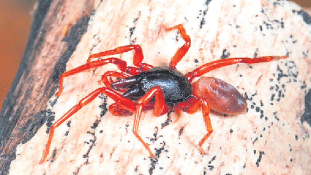 Dysdera Tilosensis, araña endémica de Gran Canaria