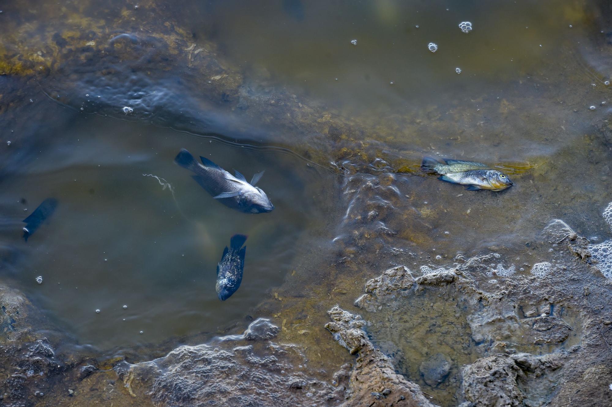 Peces muertos en la Charca de Maspalomas