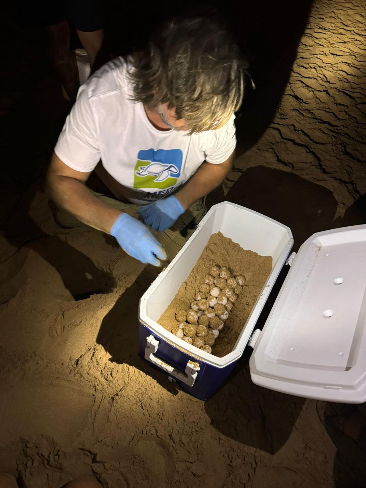 Recogida de los huevos para trasladarlos a un nido seguro en la misma playa