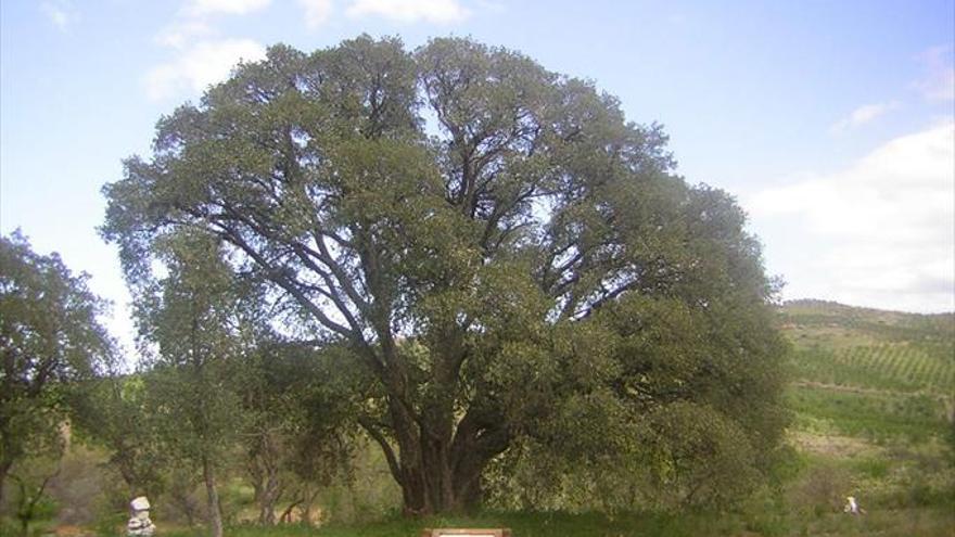 Un alcornoque aspira a ser un árbol singular de Aragón