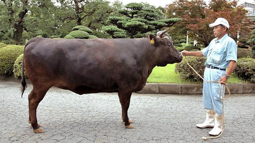 La carne de Kobe, tierna y jugosa, es conocida a nivel mundial, sin embargo, la carne de res más preciada en Japón es la de &quot;Matsusaka&quot;, famosa por su veteado de grasa, tan regular como los nudos de seda en la tela de un quimono. El grado de mimo que se brinda a estas vacas es difícil de creer. Como la preocupación de los ganaderos es &quot;la digestión&quot;, meses antes de salir al mercado cada cabeza de ganado recibe masajes y es untada con el licor japonés Shochu. Pero la &quot;dolce vita&quot; previa al sacrificio, ostensiblemente más confortable que la de muchos millones de humanos, llega más allá: las vacas beben cerveza, cuyo fermento ayuda a la digestión de la comida.