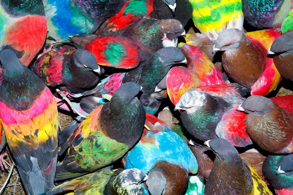 Fotografía de la muestra 'Palomas al aire' de Ricardo Cases