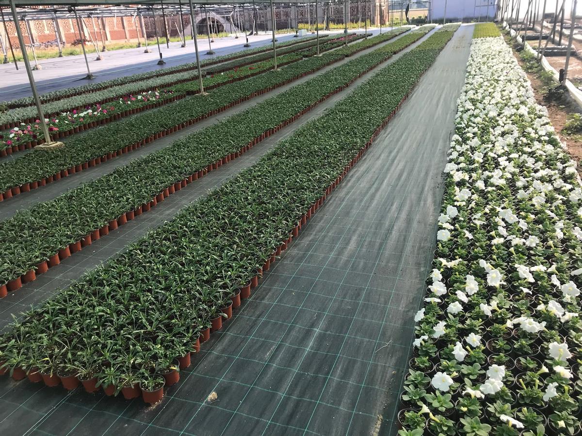 La Diputación de Cáceres distribuirá 48.000 plantas de diez especies diferentes en su Campaña de Primavera para embellecer municipios La Diputación de Cáceres distribuirá 48.000 plantas de diez especies diferentes en su Campaña de Primavera para embellecer municipios