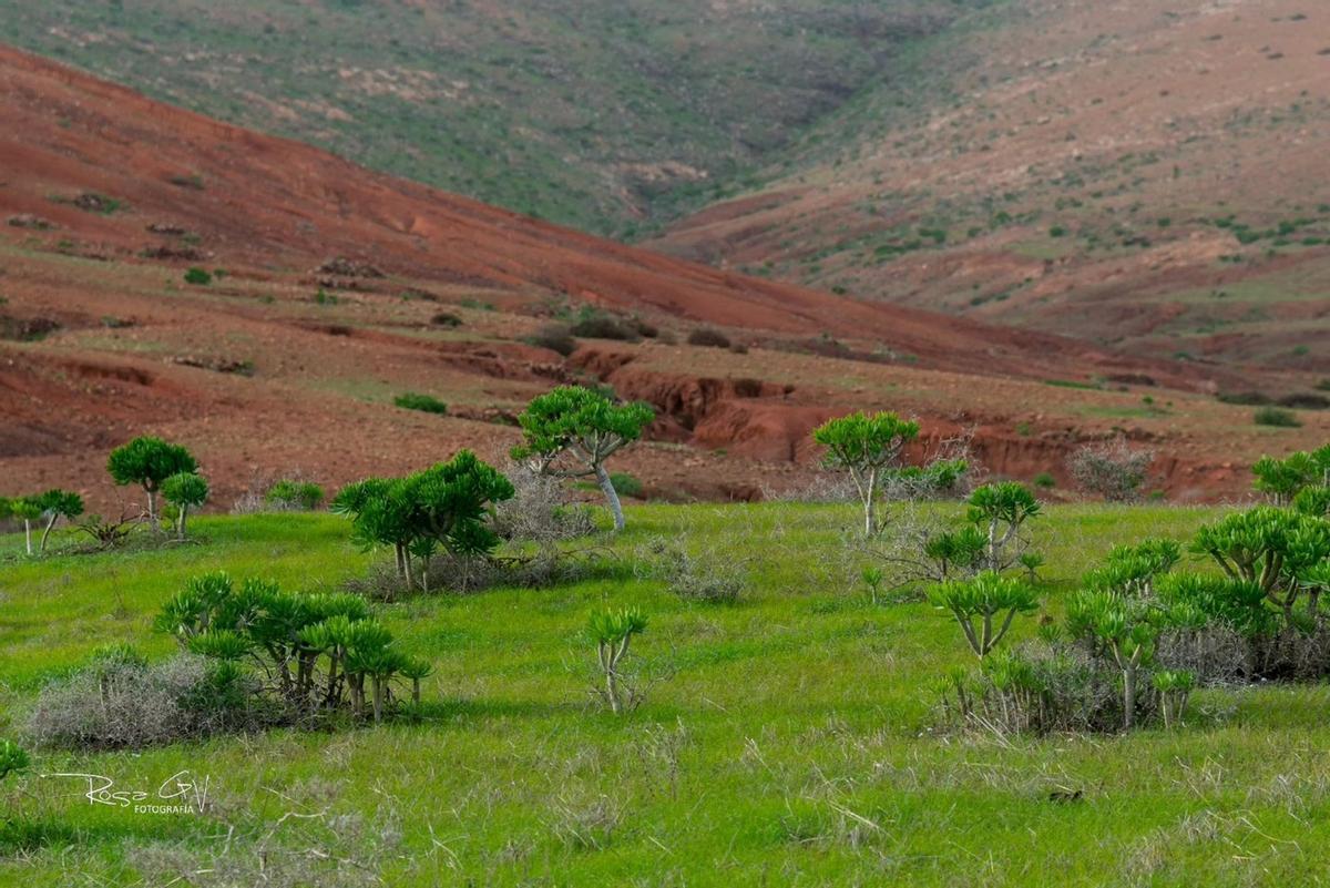 Teguise se cubre de verde tras las últimas lluvias de 2025 en Lanzarote
