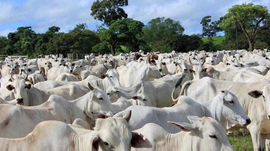 La UE prohíbe importar carne de Brasil por el uso de fármacos de engorde en el ganado