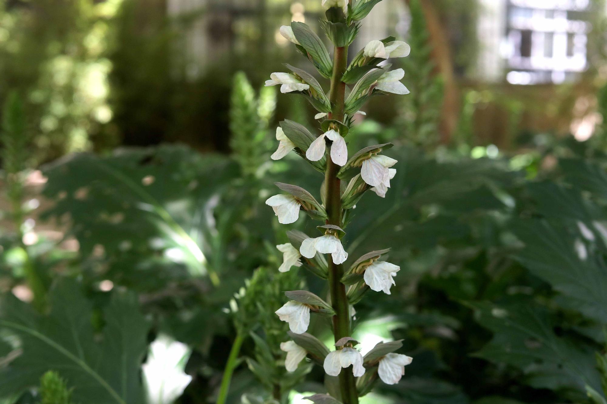 Las flores del Jardín Botánico en primavera