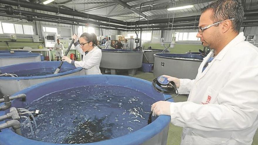 Una dorada para frenar un parásito intestinal