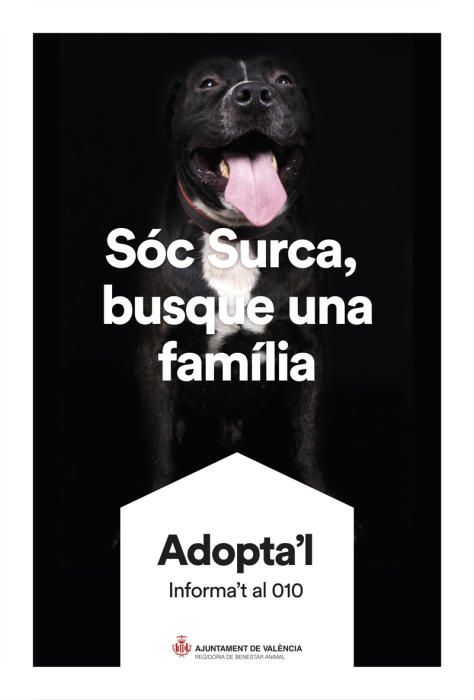 València pone cara y nombre a los perros de Benimàmet que buscan familia de adopción