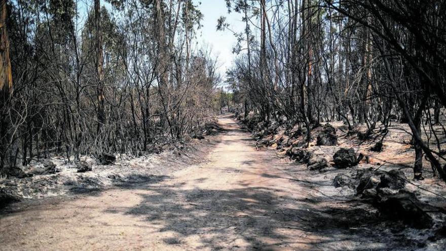 Optimismo en el operativo al mantener a raya el perímetro del incendio en Tenerife