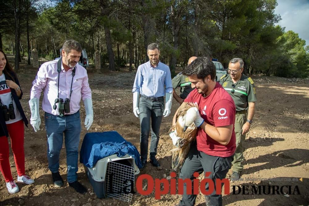 Liberan un Buitre Leonado en la Sierra de Mojantes