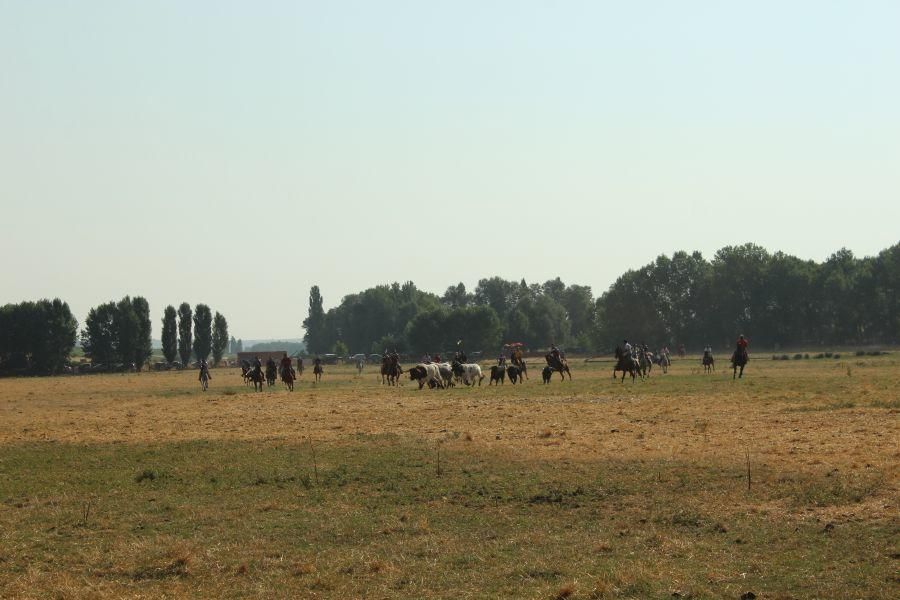 Fiestas en Zamora: Encierro y toros en Villamor