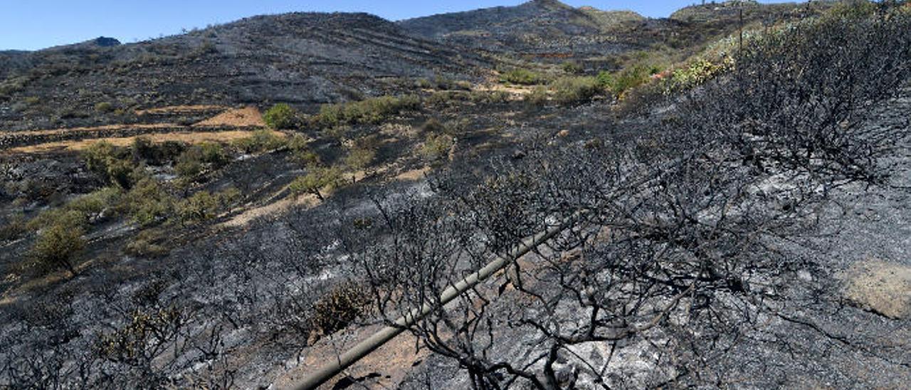 Una de la zonas calcinadas en el incendio de Cazadores, iniciado el 12 de agosto de este año.