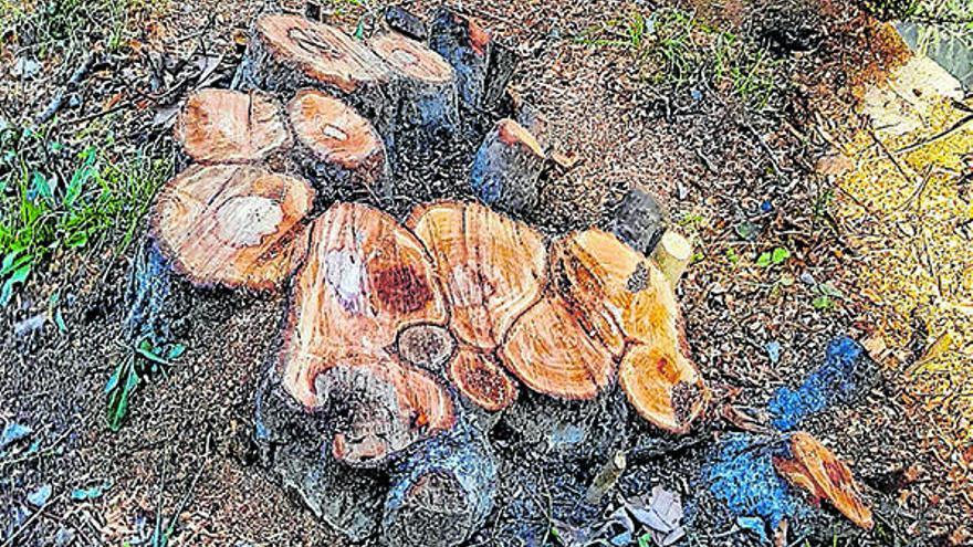 Limnos demana que es reposin arbres a l´estany de Banyoles