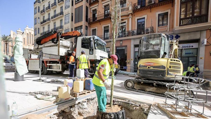 Los árboles que sustituyen a las melias llegan a Constitución: las copas, en dos meses y las sombras, sin fecha en Alicante