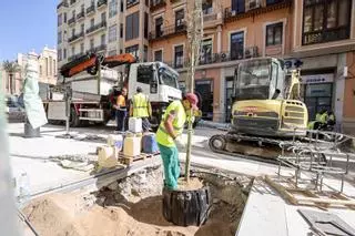 Los árboles que sustituyen a las melias llegan a Constitución: las copas, en dos meses y las sombras, sin fecha en Alicante