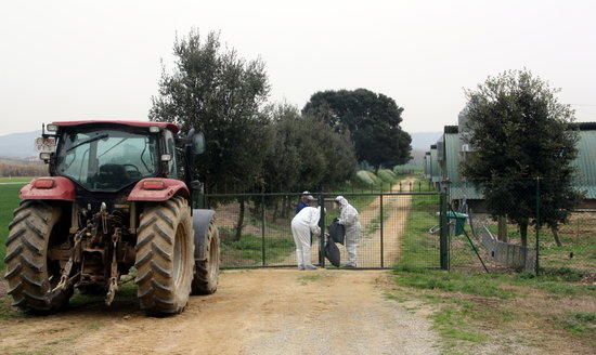 Nou cas de grip aviària a Sant Gregori.