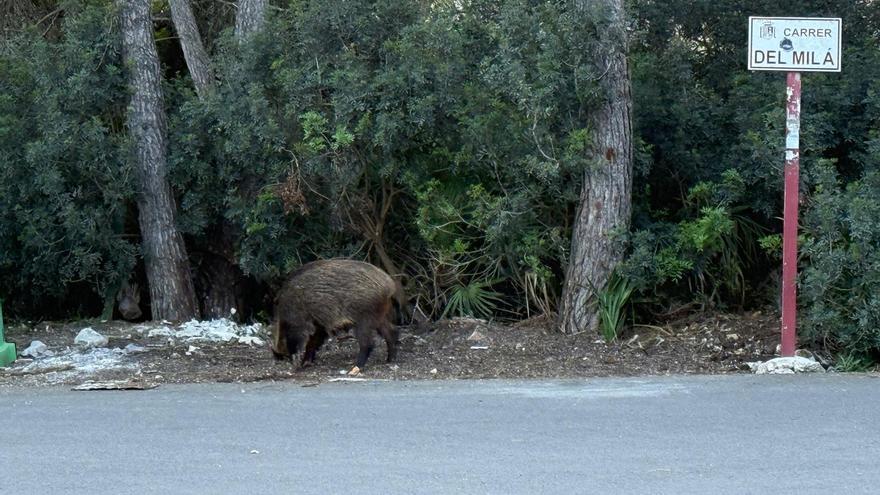 Asediados por los jabalíes en Xàbia