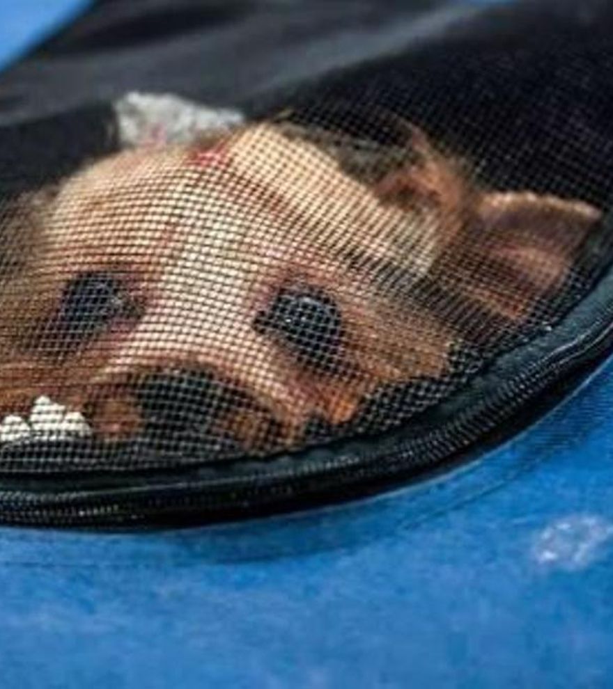 Mudarte al extranjero con tu perro: todo lo que debes tener en cuenta