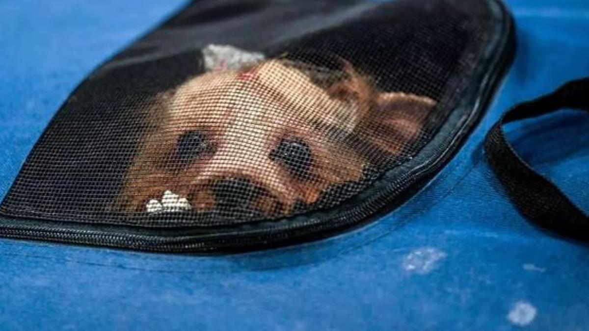 Un perro dentro de un transportin.
