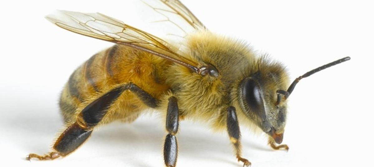 Las abejas se mueren en la Región de Murcia
