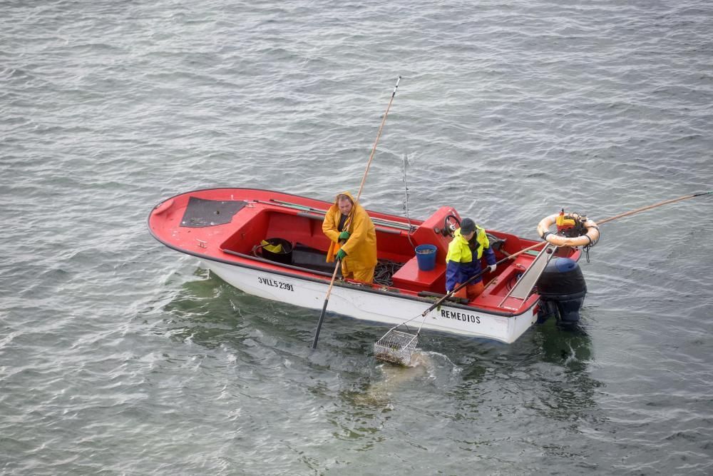 Libre marisqueo bajo el puente de A Illa