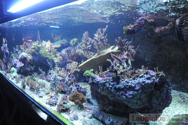 El acuario de la UMU albergará las especies emblemáticas del Mar Menor