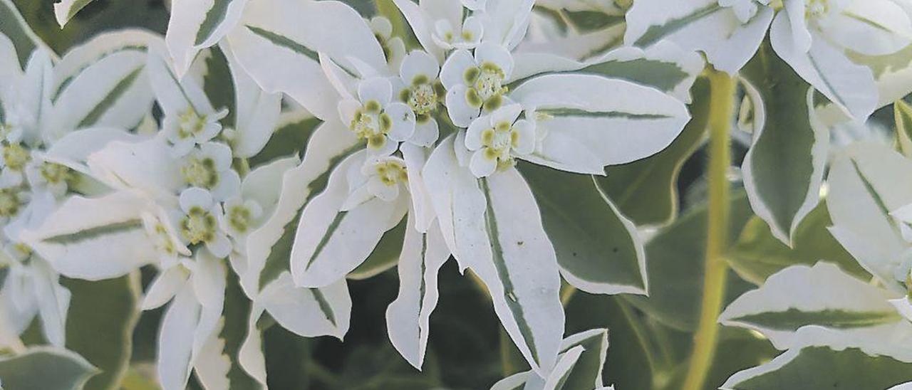 La &quot;Euphorbia marginata&quot; o &quot;velo de novia&quot;.