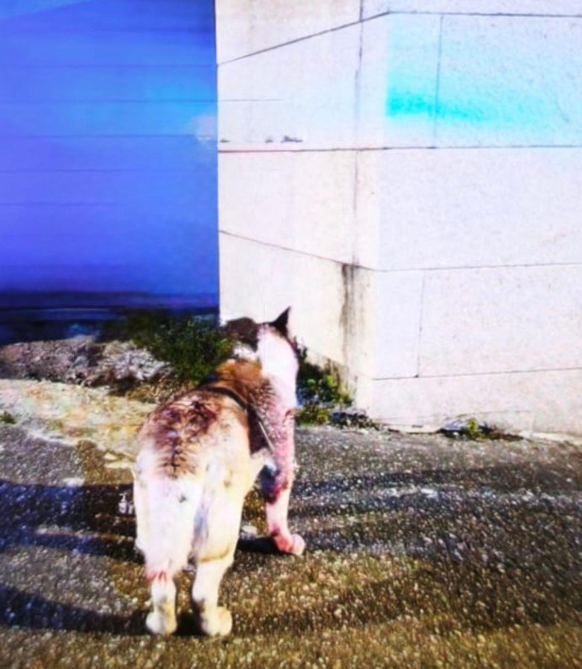 Uno de los perros que atacó al vecino de Cangas.