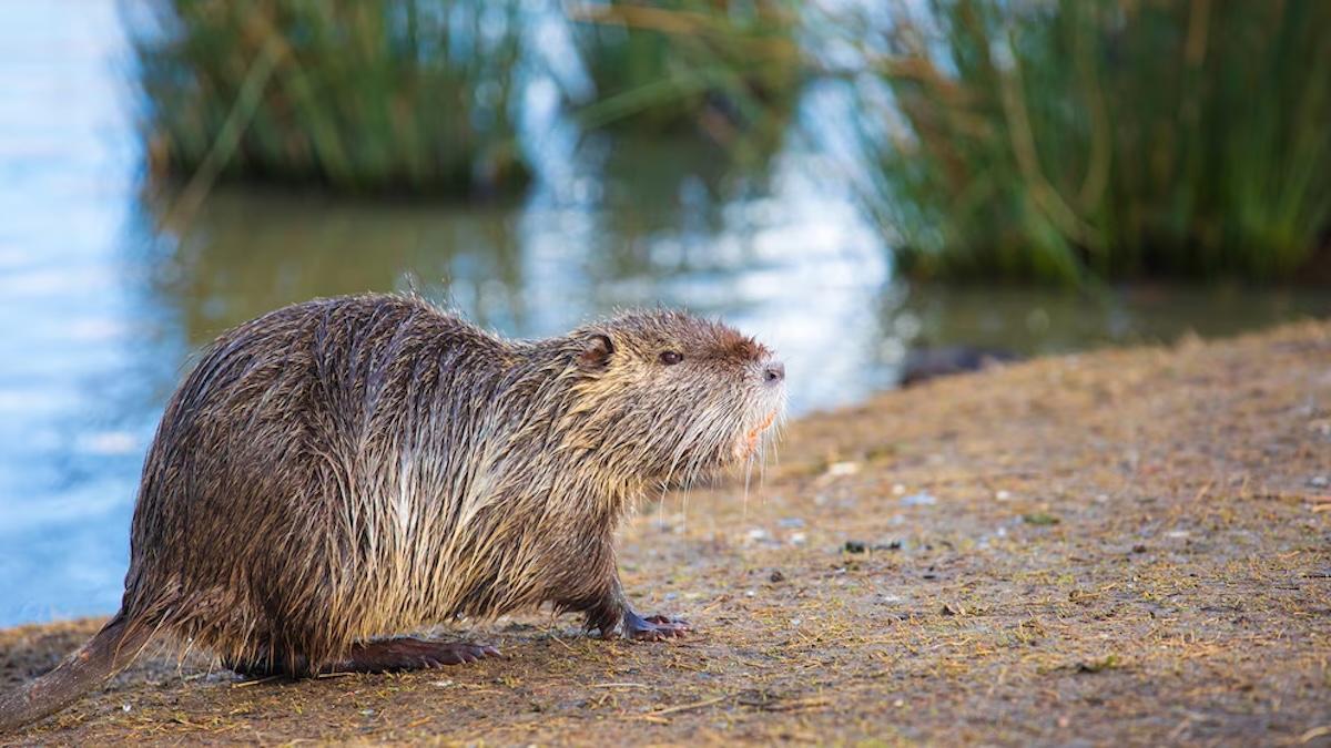 Un ejemplar de coipú.