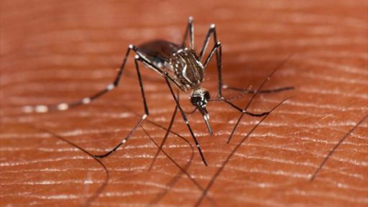 Un ejemplar del mosquito 'Aedes aegypti', transmisor del dengue.