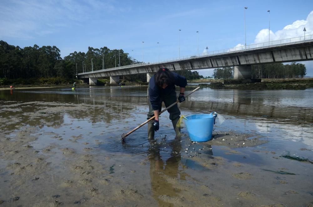 El marisqueo recupera el pulso