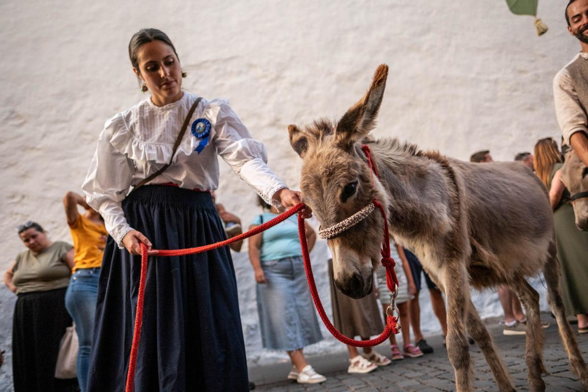 Noche de los Burros en La Laguna