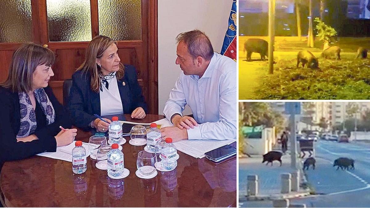 La alcaldesa de Benicàssim y la edila de Medio Ambiente se reunieron con el director general de Medio Natural y Animal para abordar la problemática de los jabalís y frenar su presencia en casco urbano y urbanizaciones.