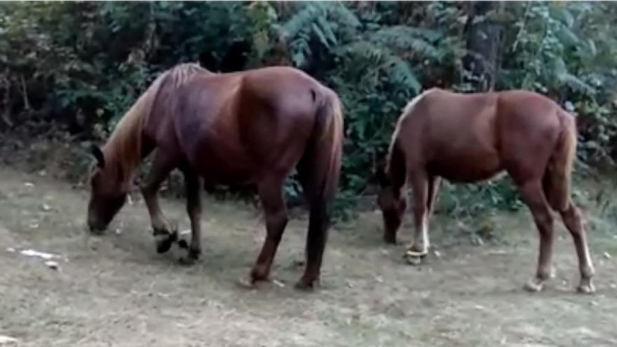 Aparecen caballos con las patas atadas en Moaña